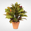Multi Colored Real Touch Croton Plant in Clay Pot