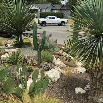 Miscellaneous Cacti & Succulent Landscapes by Rhinamic