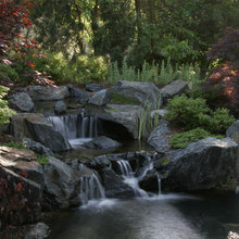 Koi pond