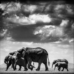 Laurent Baheux - Products