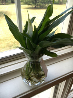 spider plant buy Spider Plant With Self Watering Pot