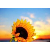 Carol Morreale's photo