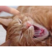 Carolyn Angioli's photo