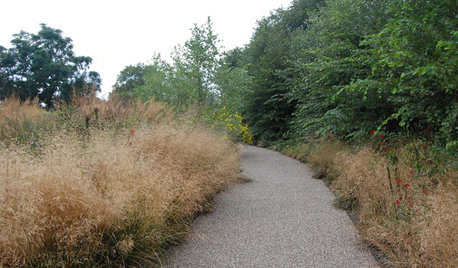 Feathery Tufted Hairgrass Beautifies Gardens Coast to Coast