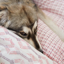 dogs and cats 4