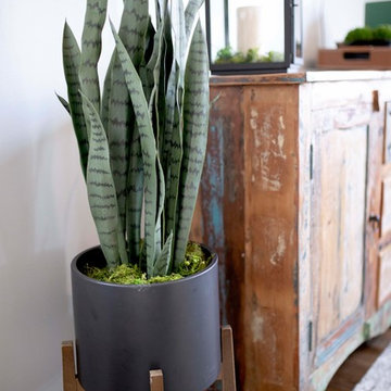 Live Greenery in Living Room