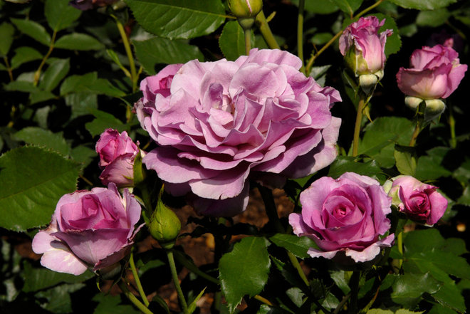   by The New York Botanical Garden