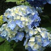 Lisa DeNats's photo