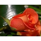 Rosann Whites foto