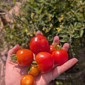Backyard Production Garden, San Francisco