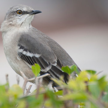 Northern Mockingbird