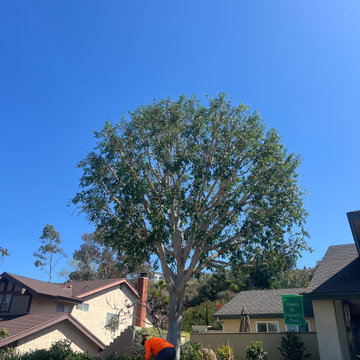 Tree Care