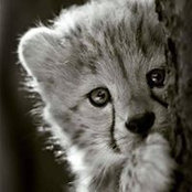 Jill Steffess foto
