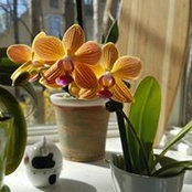 Carol Bada's photo