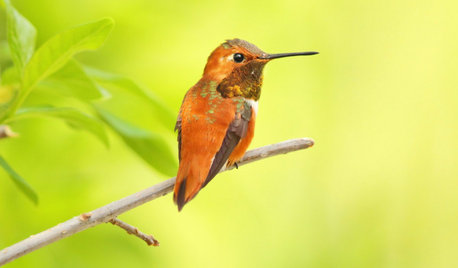 Backyard Birds: Invite Entertaining Hummingbirds Into Your Garden