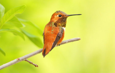 Backyard Birds: Invite Entertaining Hummingbirds Into Your Garden