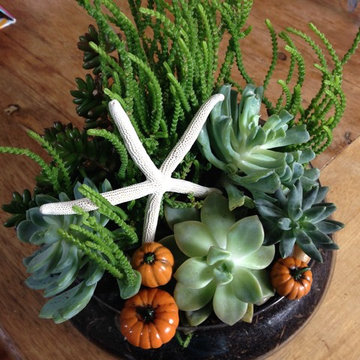 Fairy Gardens, Terrariums & Succulents