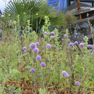School Gardens
