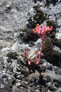 ID for Native California Succulents | Houzz Forum