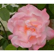 Ruth Caldwell's photo