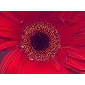 Chloe Hansen's photo