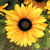 Joanne Maits's photo