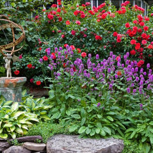 plants and garden ideas