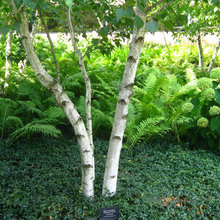birch trees