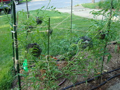 Animal eating my tomatoes - How do I make them stop?