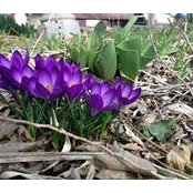 DeDe Taverner's photo