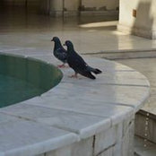 Foto de فروح وريحان
