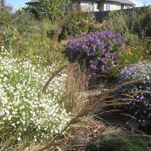 Garden Flower/Shrub Images