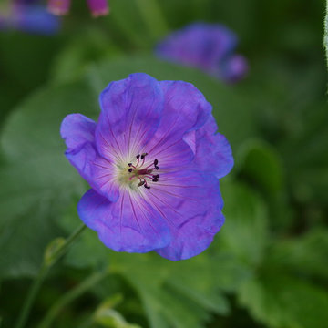 Verwandlung eines Reihenhausgarten