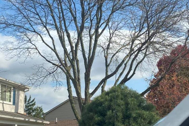 Tree Removal