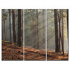 "Rays of Sun in Dense Forest" Photo Wall Art, 3 Panels, 36"x28"