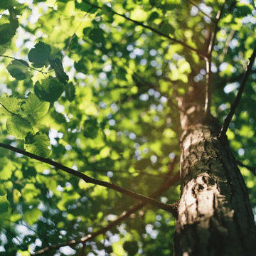 Tree Removal Metro Atlanta