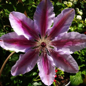 Clematis