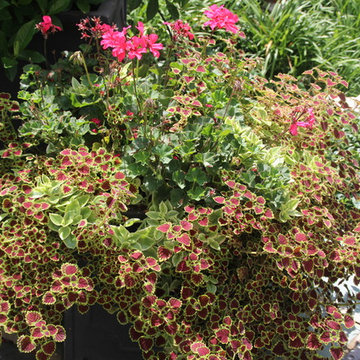 Summer Container Gardens