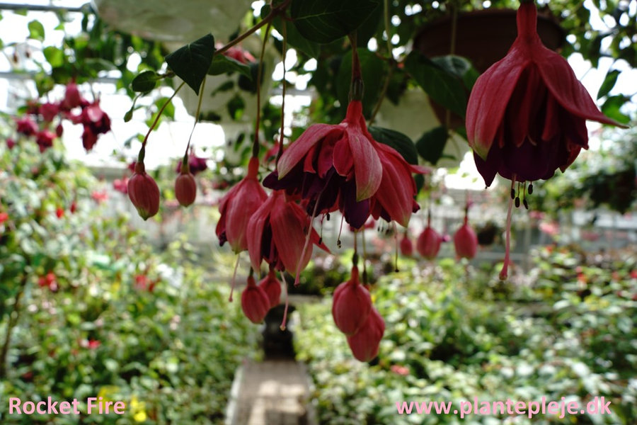 Fuchsia liste 2020 (her ses fotos af en mindre del af de fuchsia vi producere)