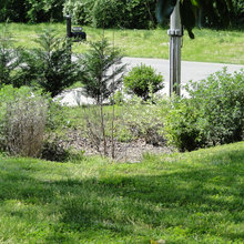 rain garden