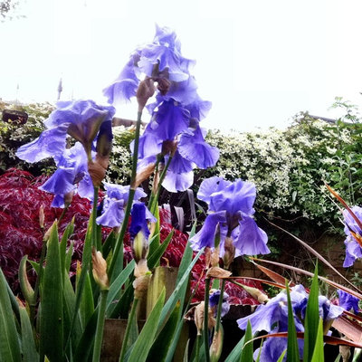 Классический Сад Iris germanica