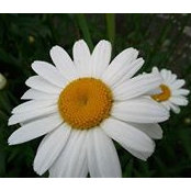 amine Chen's photo