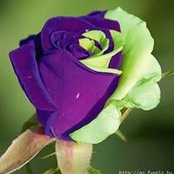 Foto von Rose Ann Adamson