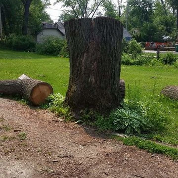 Large Maple Tree Removal