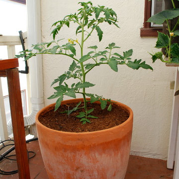 Growing Tomatoes in Containers