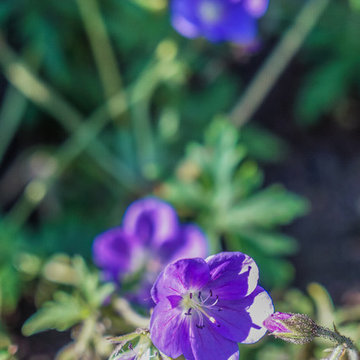 Delicate Woodland Wild Geranium in an Urban Setting