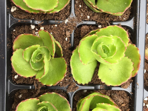 Sedum Spurium Dragon S Blood