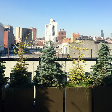 Harlem Rooftop Garden