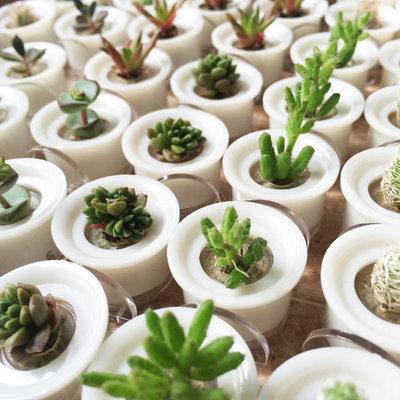 Modern Terrariums by The Green Capsule