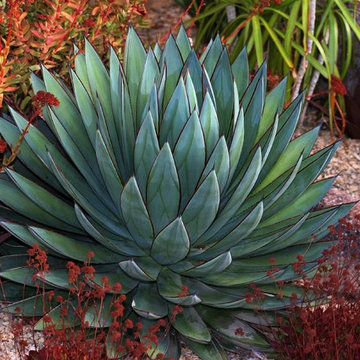 Frontyard Succulent Garden Design - San Diego